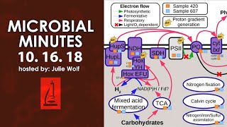 Ancient viruses addiction and underground cyanobacteria  Microbial Minutes [upl. by Einnor]