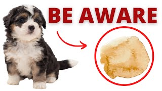 What causes bile vomiting in dogs  How to treat and prevent bilious vomiting syndrome  bile vomit [upl. by Breh]