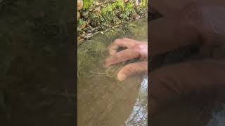 🎣 Fishing for LIFE in a Desi Village  A Day of Traditional Fishing in Rural Life 🌾 LifeLens [upl. by Caves]