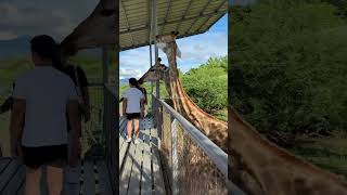 Baluarte Zoo Vigan  Ilocos Sur [upl. by Opportuna]