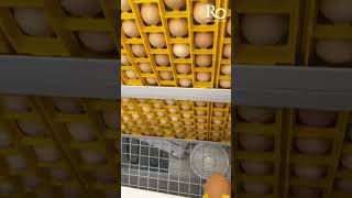 Hatching process black Australorp chicks  Free range organic chickens Zimbabwe  Ruwa Organic farm [upl. by Anifesoj]