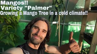 Growing Mangos in a cold weather climate Can it be done [upl. by Abbotsen]