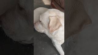 Labrador dog lucky viral shorts dog youtubeshorts [upl. by Arotak12]