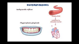 inhibiteur calcique HTA [upl. by Flossie43]