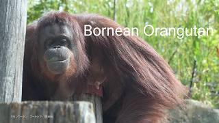 Bornean Orangutan quotValentinequot 20240926／Yokohama Zoological Gardens quotZoorasiaquot ／4K [upl. by Nillek]