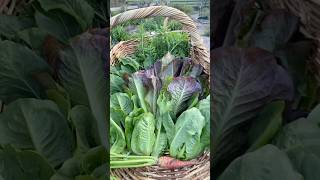 Lettuce harvest garden gardenharvest backyardgarden gardening homegardening harvest growfood [upl. by Hajan]