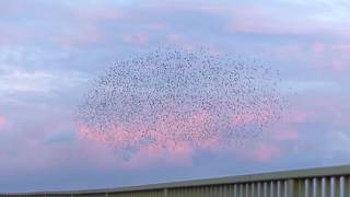 60fps Mesmerising starling murmuration over Runcorn UK [upl. by Anni]