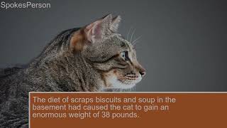 World’s fattest cat Crumbs loses his life after joining feline fat camp [upl. by Eillit79]