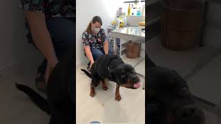 She got the ichies So adorable 🥰🤍 Shorts rottweiler dogs [upl. by Lyreb]