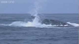 Humpback whales attempt to stop killer whale attack  Planet Earth Live  BBC One [upl. by Otokam]