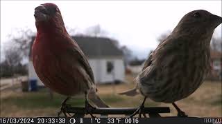 TECHNAXX FULL HD Birdcam TX 165ğŸ¦ [upl. by Ambrogio]