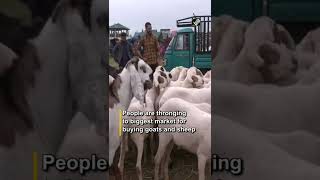 Famous Eidgah Market decked up for EidulAdha in Srinagar [upl. by Chrystel]