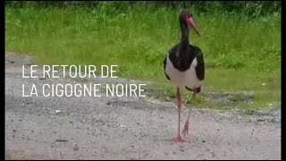 Le retour de la cigogne noire [upl. by Blus]