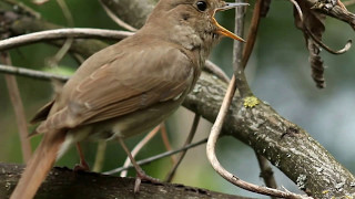 Best Nightingale song Утреннее пение соловья Спів солов’я Luscinia luscinia [upl. by Gabrielson]