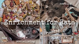 How to provide your rats with enrichment🐀 [upl. by Thekla]