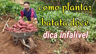 não plante batata doce antes de assistir esse vídeo [upl. by Raseac294]