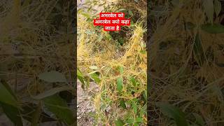 CuscutaAmarbel अमरबेल Total stem parasite amazingfacts factsinhindi [upl. by Koch]