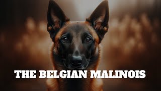 The Belgian Malinois [upl. by Nhepets]