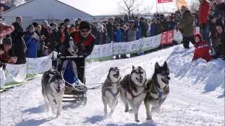 Schlittenhunderennen Clausthal Zellerfeld 2015 Harz [upl. by Blessington]