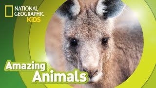 Eastern Gray Kangaroo  Amazing Animals [upl. by Roxi]