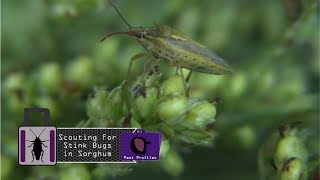 Scouting For Stink Bugs in Sorghum [upl. by Kcirddet]