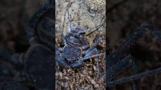 Tailless Whip Scorpion [upl. by Connel]