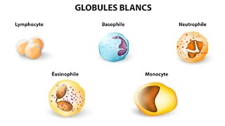 Augmentation des leucocytes  quelles sont les causes [upl. by Nollie]