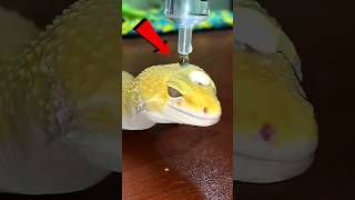 Amazing Lizard Skin 😱 shorts facts ytshort [upl. by Oijimer]