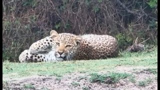 Quick sighting again of the lovely young Leopard at Tembe [upl. by Barling749]