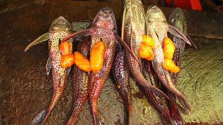 Pesca de bagre en Iquitos  Delfines rosados en Rio Amazonas  Pirañas en parrilla [upl. by Edgerton]