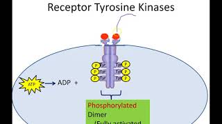 Receptor Tyrosine Kinases Newer Version [upl. by Anowahs502]