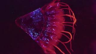 Mariana Trench The Life Challenges at the Deepest Sea Floor natueswildtv documentary [upl. by Pontus]