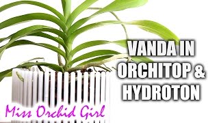 Potting Vanda Orchid in Orchitop pot and hydroton [upl. by Campman]