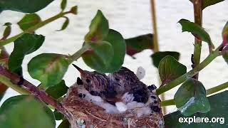 Aryana Hummingbird Nestlings Eros amp Faith are 1617 Days Posthatch [upl. by Vtehsta]