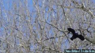 Crows Cawing Flock of Ravens Sound HD  Copyright Free Animal Sounds [upl. by Iris151]