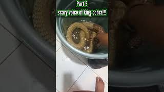 KING COBRA BESAR MARAH  CAMERAMAN PANIC [upl. by Bilicki]