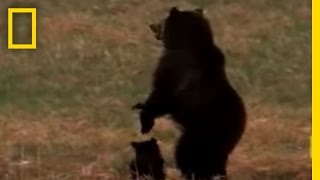 Wolves vs Grizzly Bears  National Geographic [upl. by Arriaet]