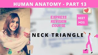 human anatomy  neck triangle anatomy 3d [upl. by Ley]