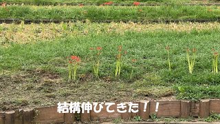 20240080【20230930】日々具手／＼…94日目（夜の彼岸花もキレイやった！！） 日々具手／＼ vlog [upl. by Kataway]