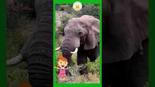 NEWKattu Vilangugal in Tamil Kids Song What Do You See Song Animals Name and SoundsTamilarasi [upl. by Star]