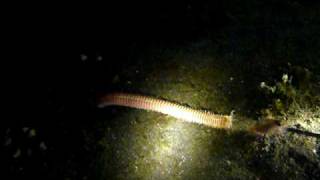 Play with Bobbit Worm 3 海怪 in Lembah [upl. by Macnamara968]