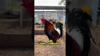 Gallos finos y la importante de las jaulas y entorno limpio 🐓🇺🇸🇲🇽 TIPS Y CONSEJOS [upl. by Sonitnatsnoc]