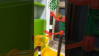 The LAST 1v1 Marble Run Race in My Study [upl. by Dyal]