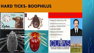 Ticks Boophilus [upl. by Nnyw66]