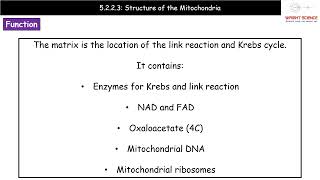 A Level Biology  5223  Structure of the Mitochondria [upl. by Philan]