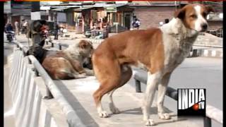 A new face of terrorism in Delhi  Stray Dogs [upl. by Micki339]