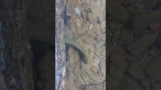 Recording an Eel at Chacachacare Island 🇹🇹 [upl. by Streeto430]