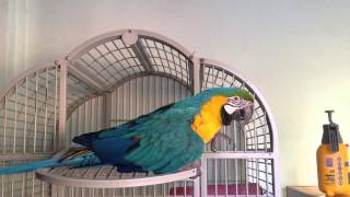 Funny Talking macaw parrot [upl. by Nama]