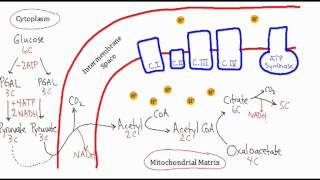 MACademy  Cellular Respiration Video Tutorial [upl. by Llerrut]