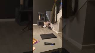 Pouched Rat Steals Important Stuff pouchedrat ratlife ratlove rats pets [upl. by Busiek]